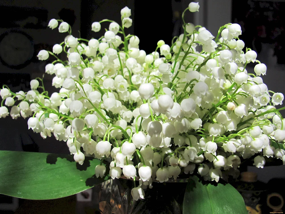 White lily of the valley