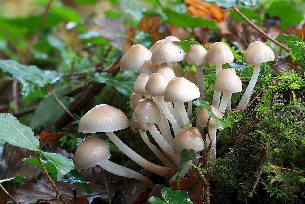 Dactylaria mushroom