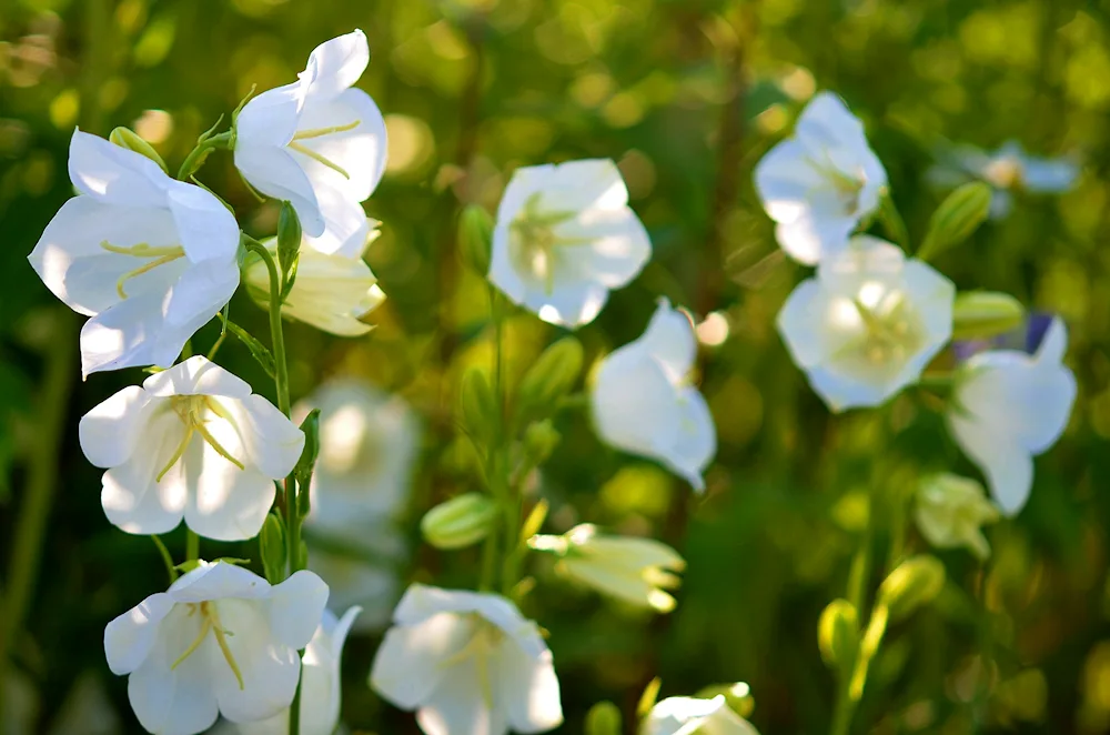 Marshmallow meadow