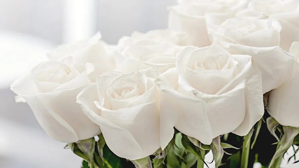 White Rose