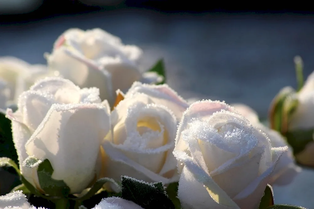 White roses