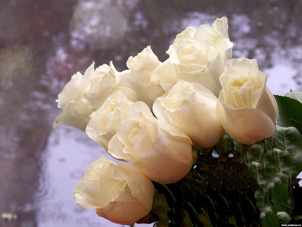 Yellow roses in the snow