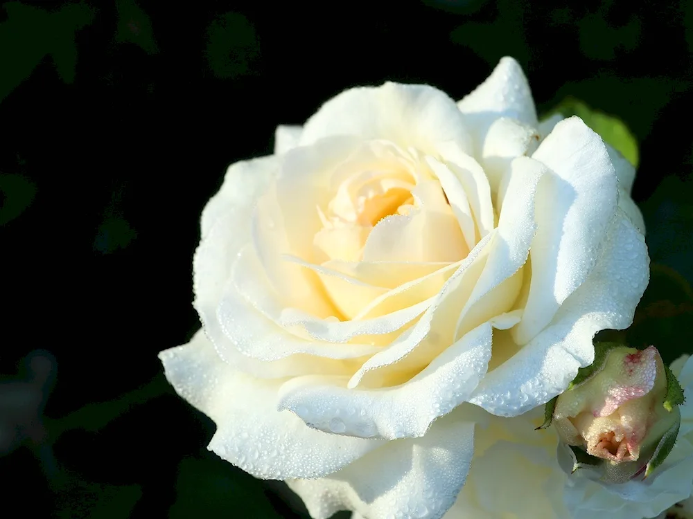 White roses