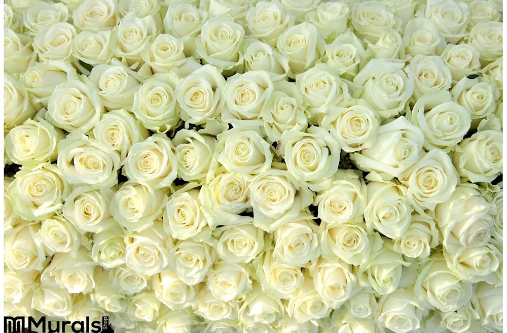 White Rose Rose