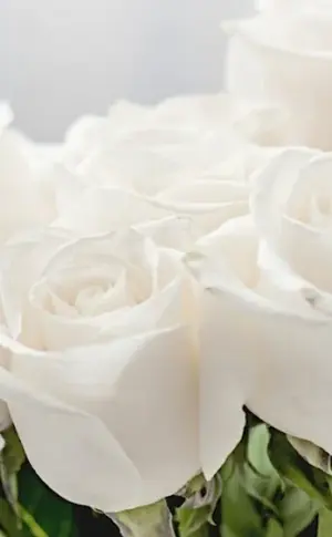 White roses