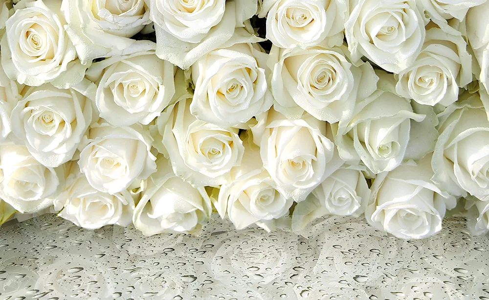 White roses