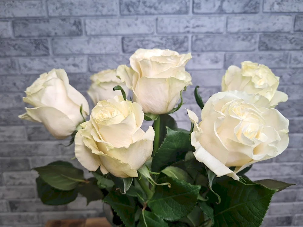 White roses Ecuador