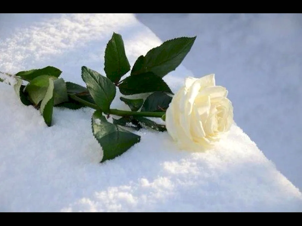 White roses on snow