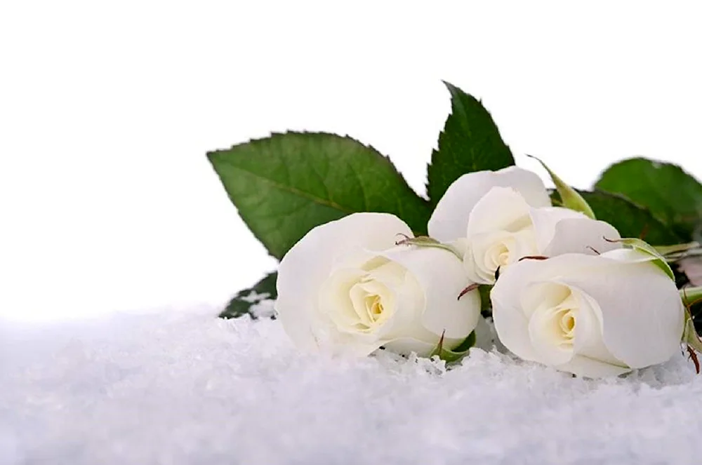 White roses on snow