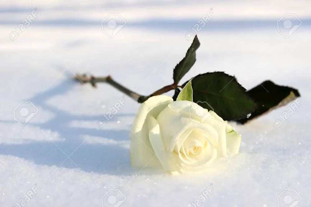 White roses on snow