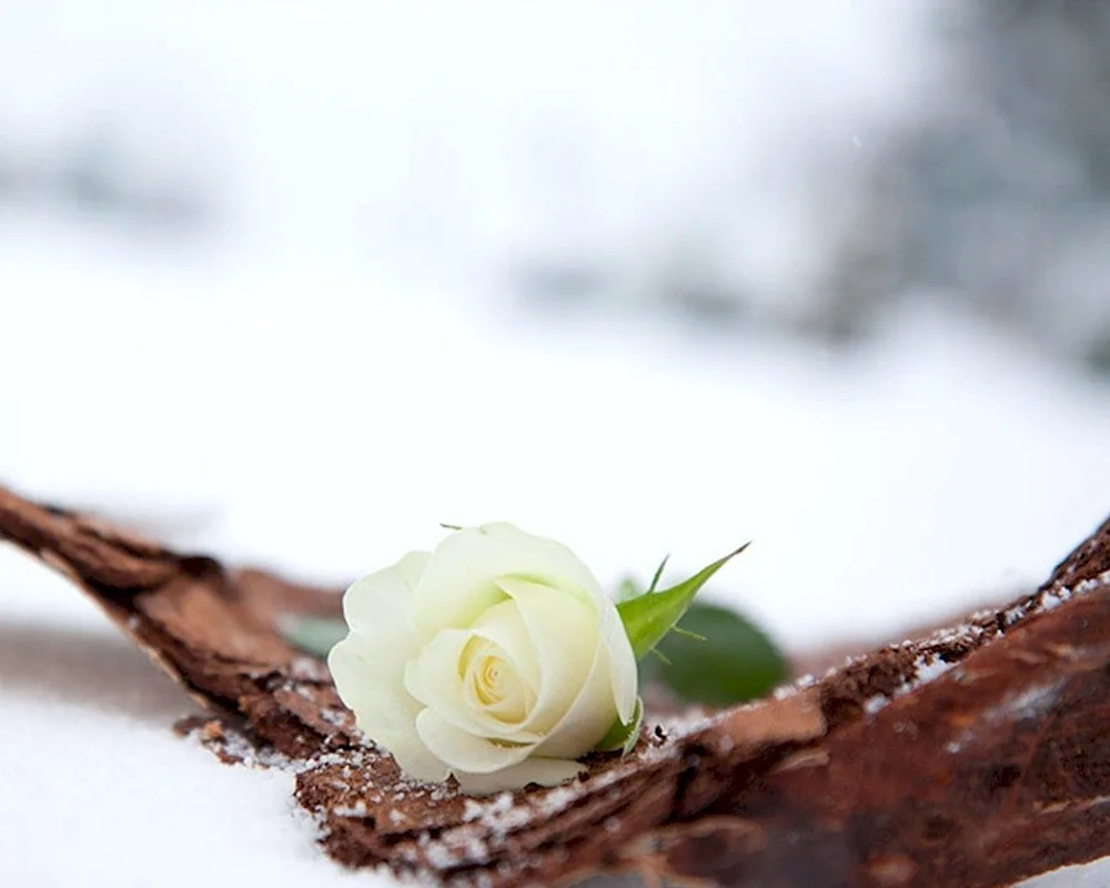 White roses on snow