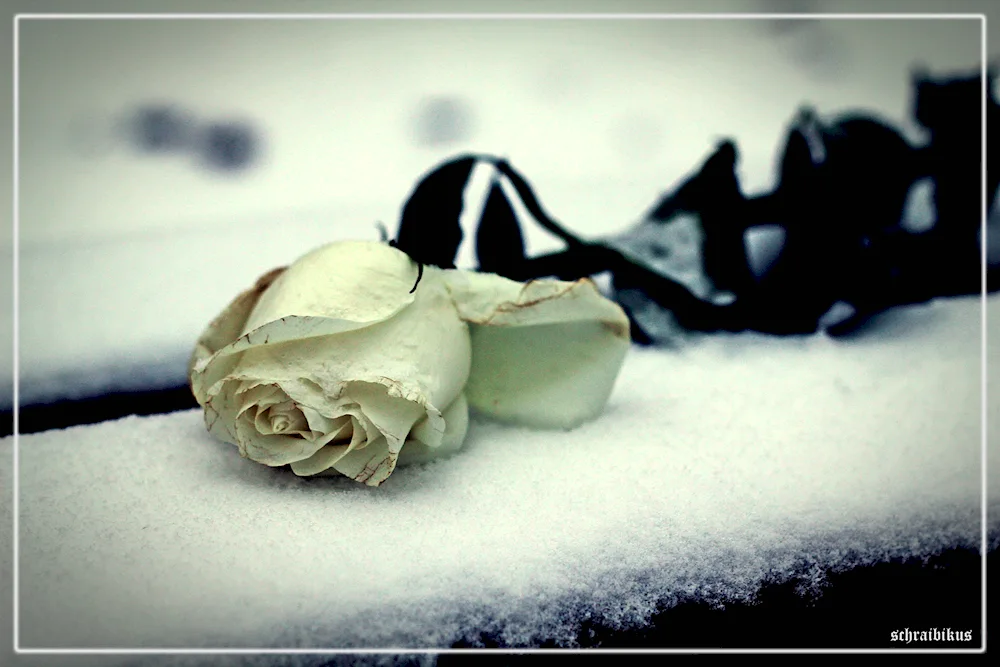 Rose roses on snow