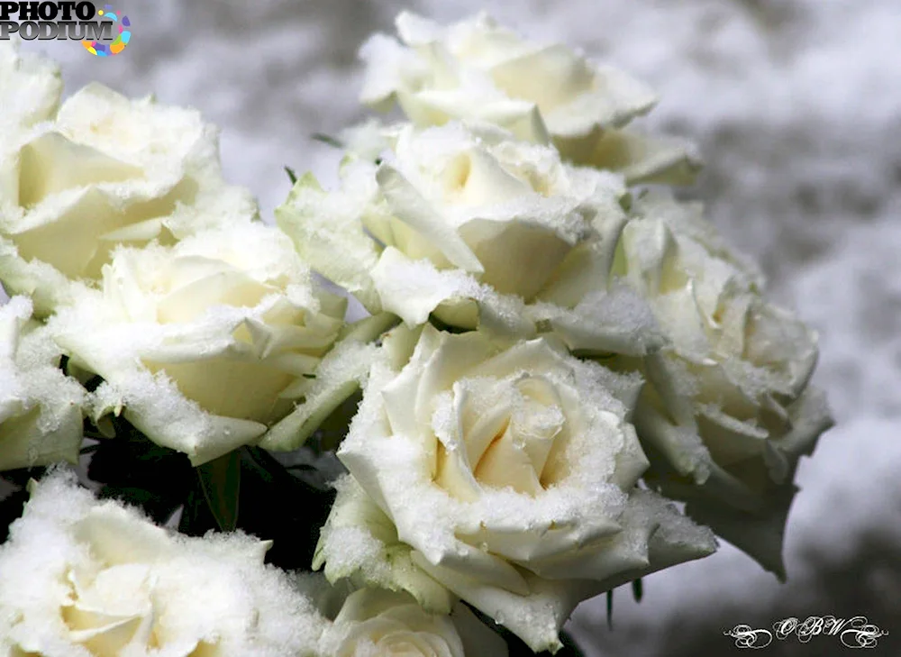 White roses in the snow