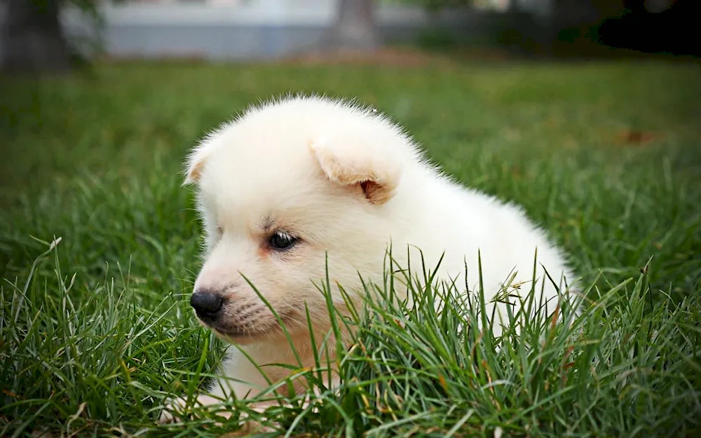 White puppies