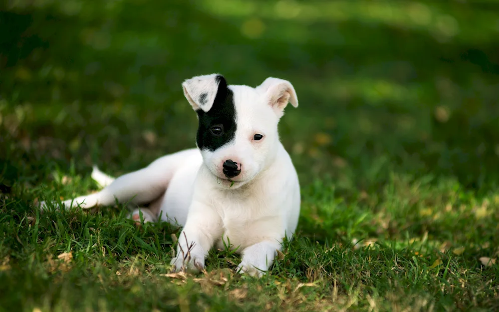 White puppies