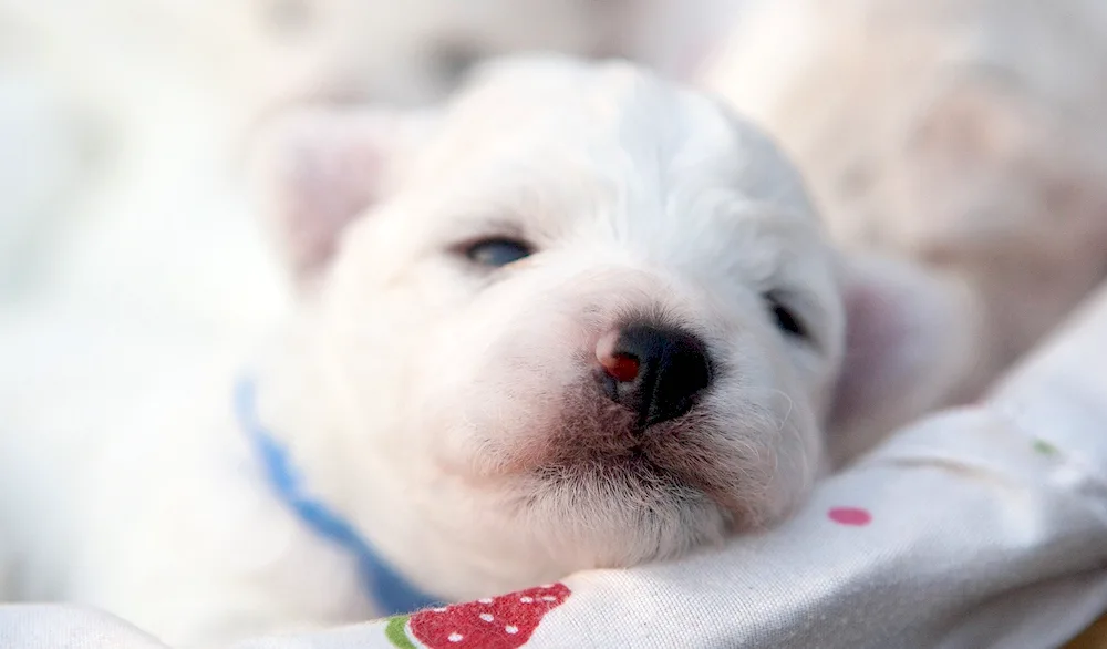 White puppies