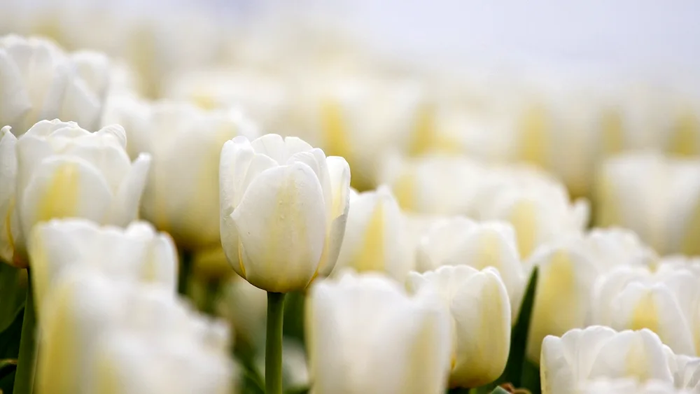 White tulips