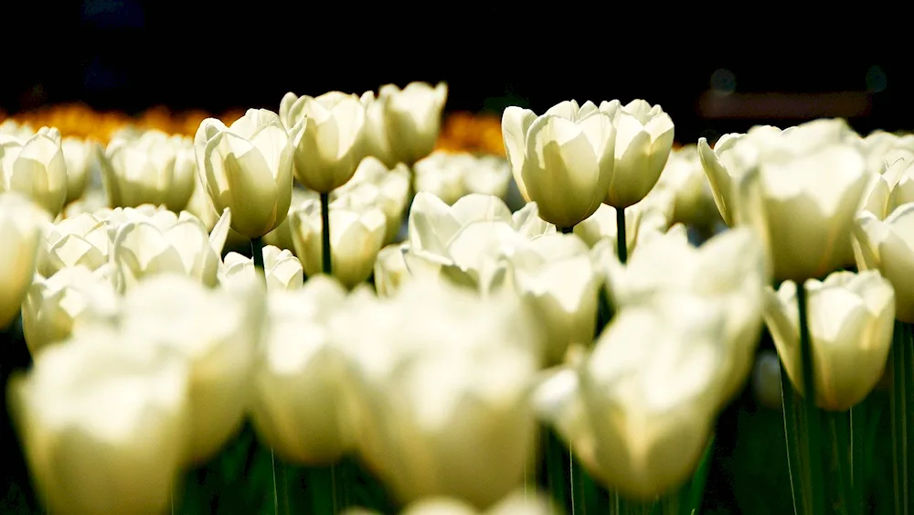 White Tulips