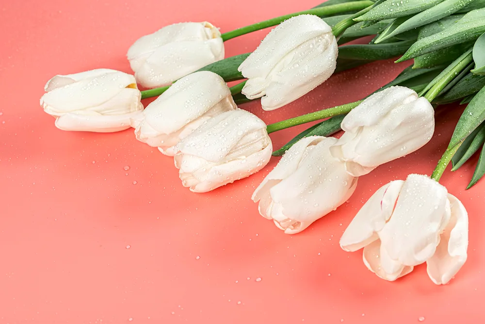 White Tulips