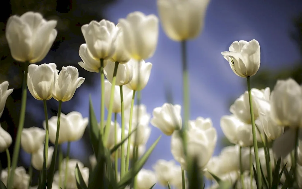 White Tulips