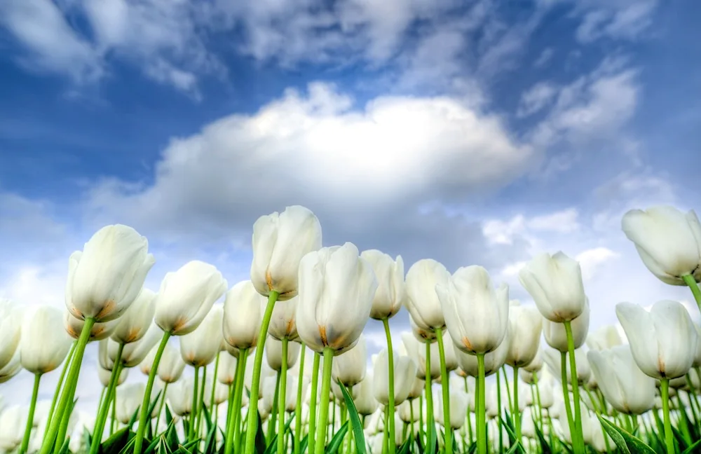 White Tulips