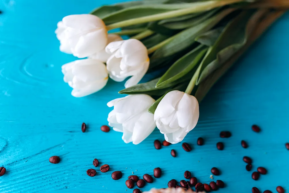 Tutunov tulip flowers