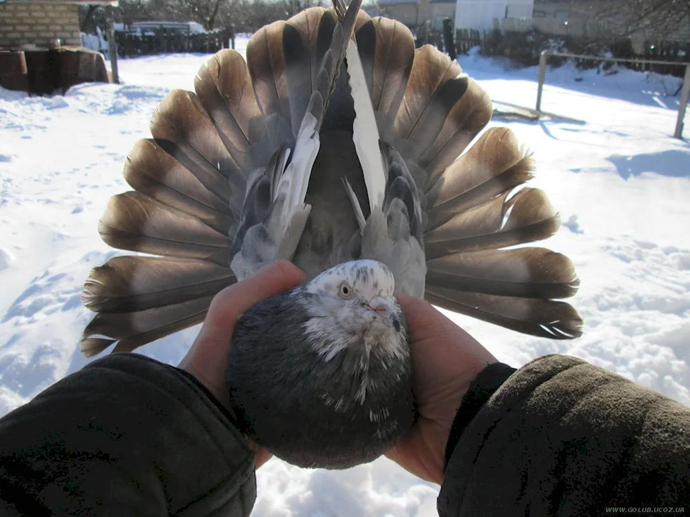 Nikolaevsky pigeons high-flying