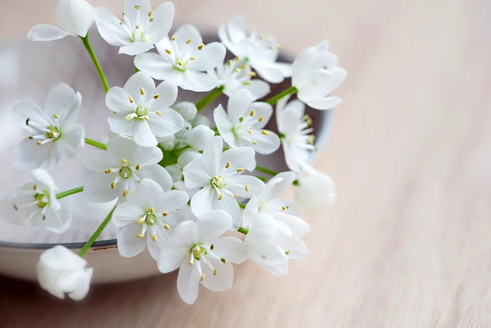 Bouquet tulips