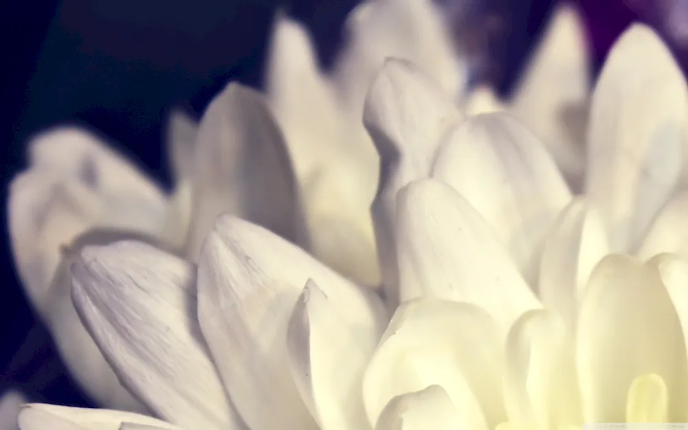 White flowers