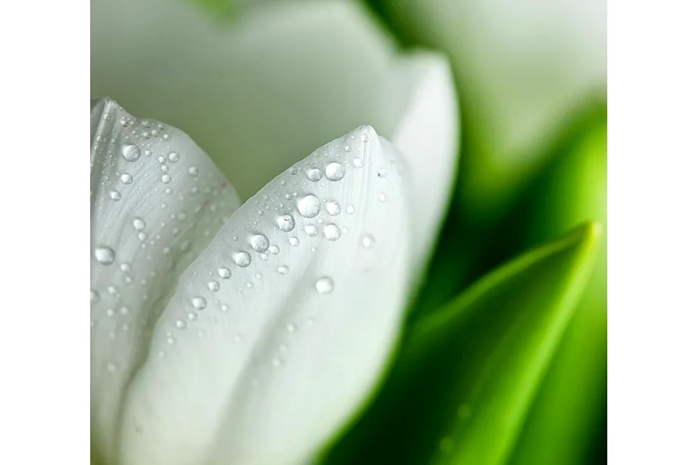 White flowers