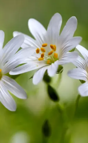 White flowers