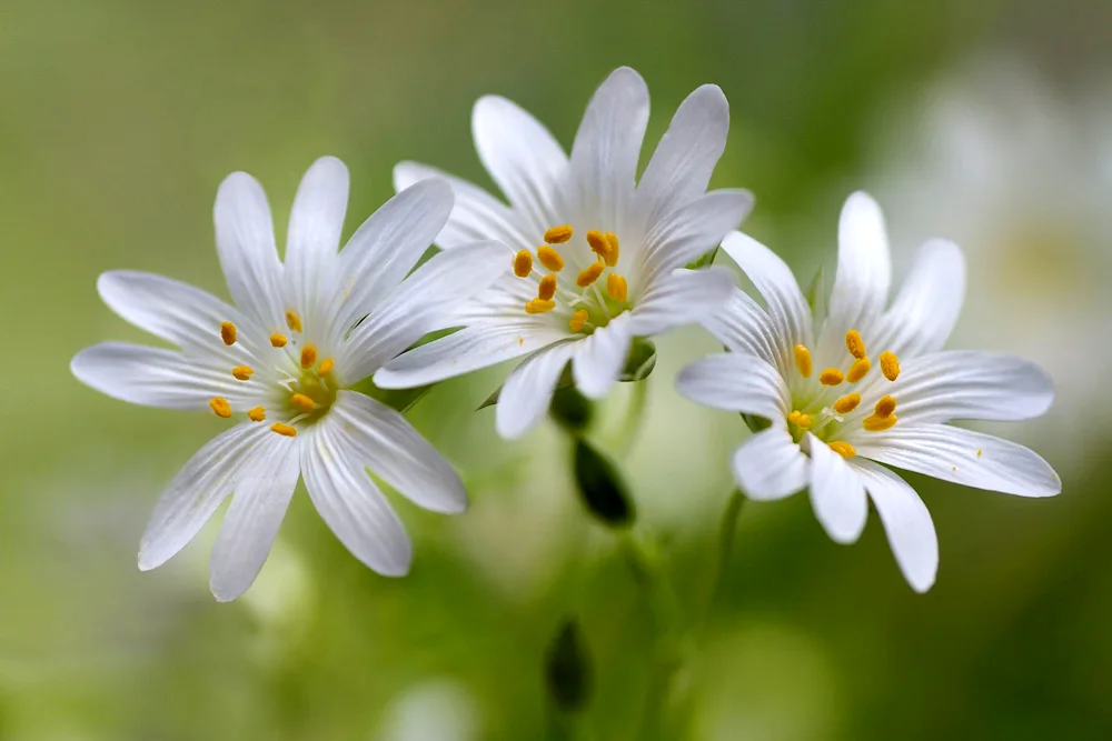 White flowers