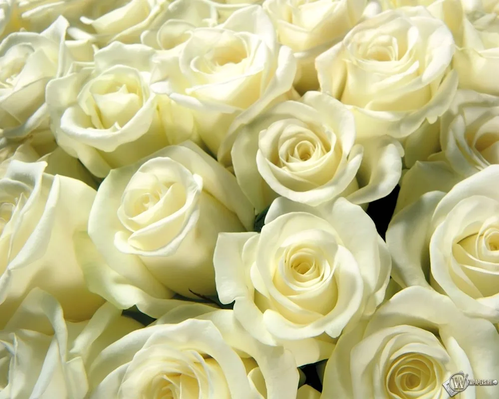 Beautiful white roses