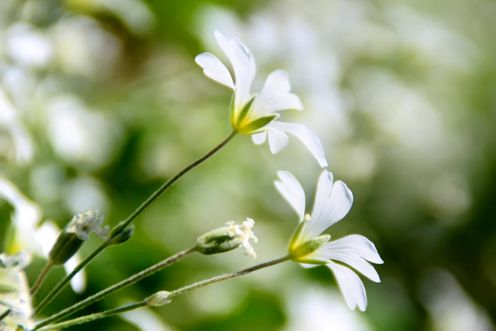 Gypsophila Æsthetica