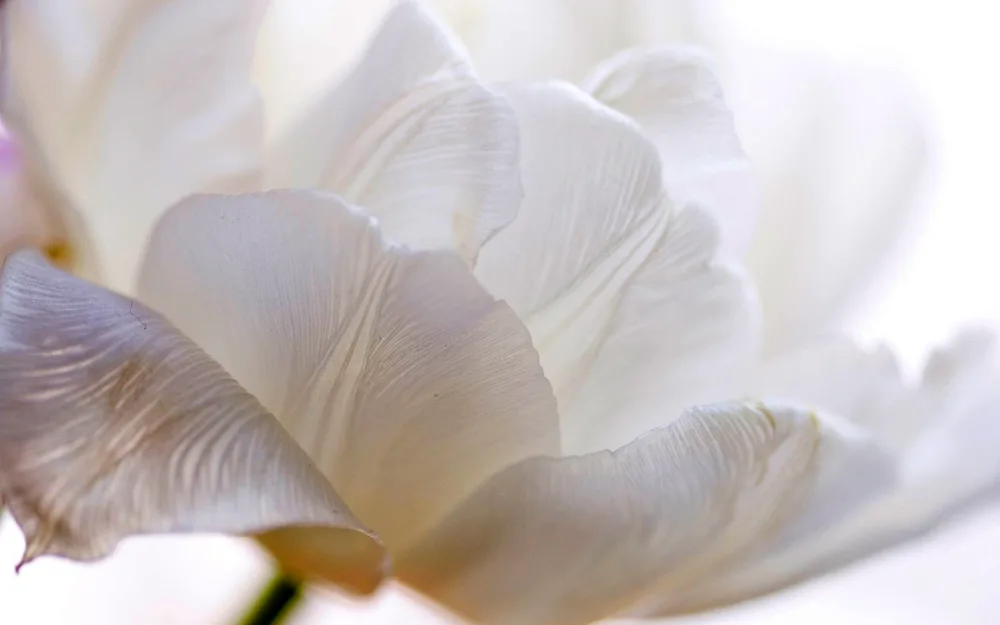 White flowers