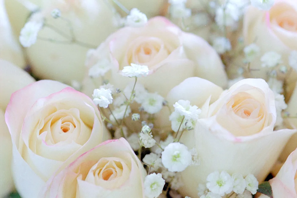 Bouquet of white roses