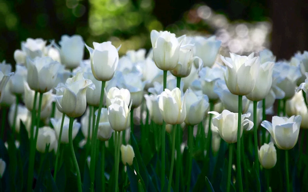 Overig white tulip