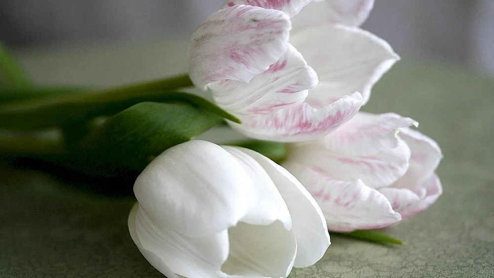 White tulips