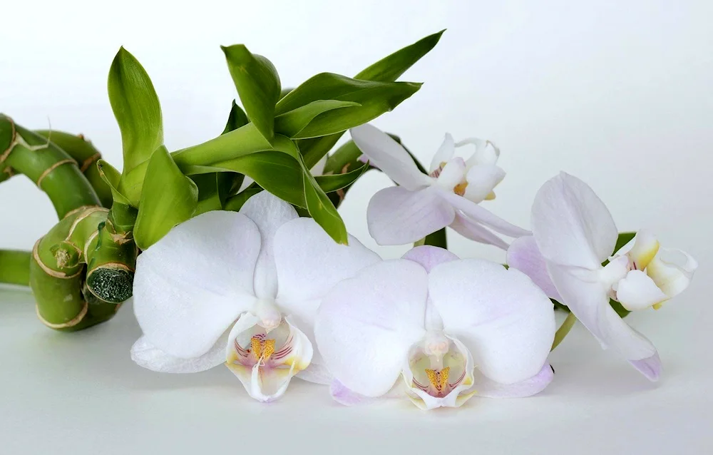 Phalaenopsis Sophia