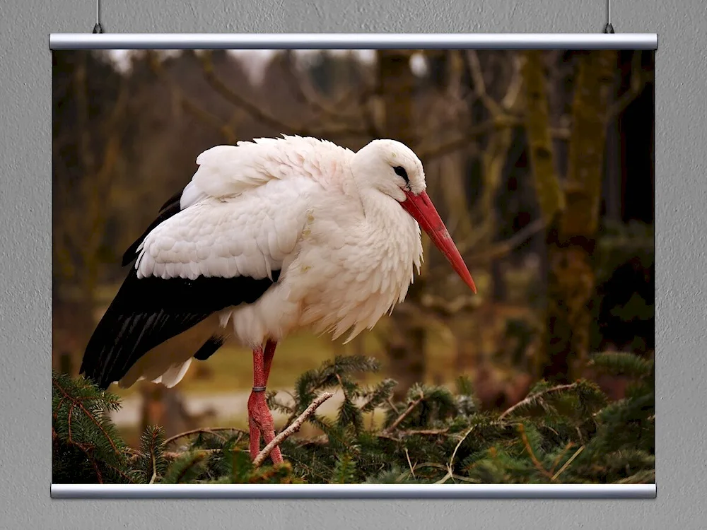 White stork beak