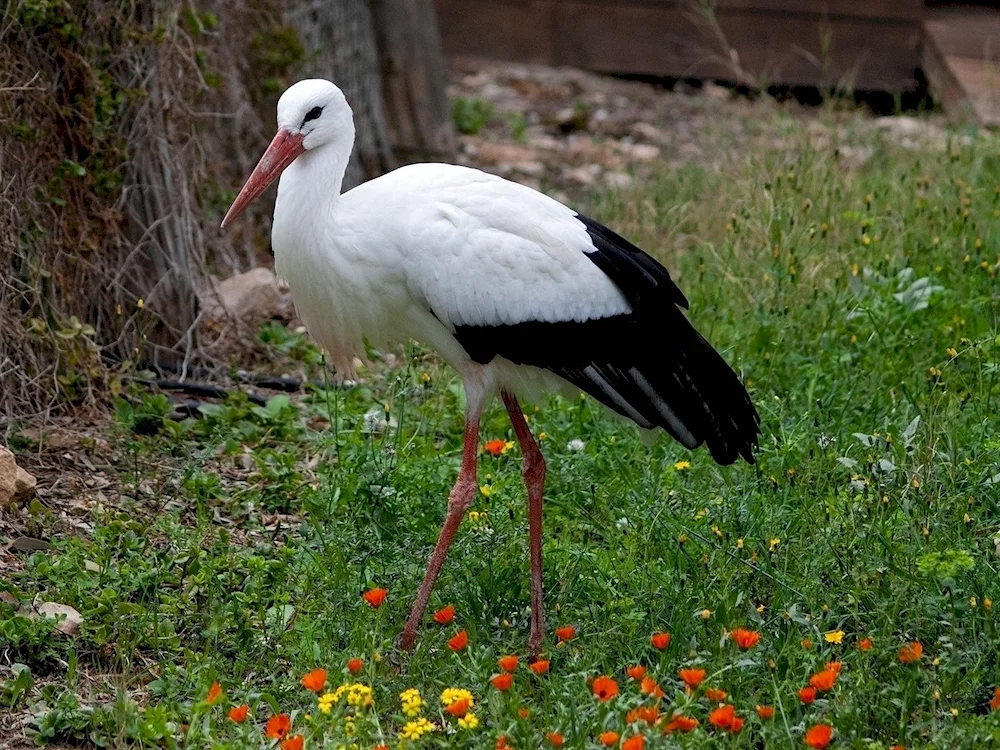 White stork