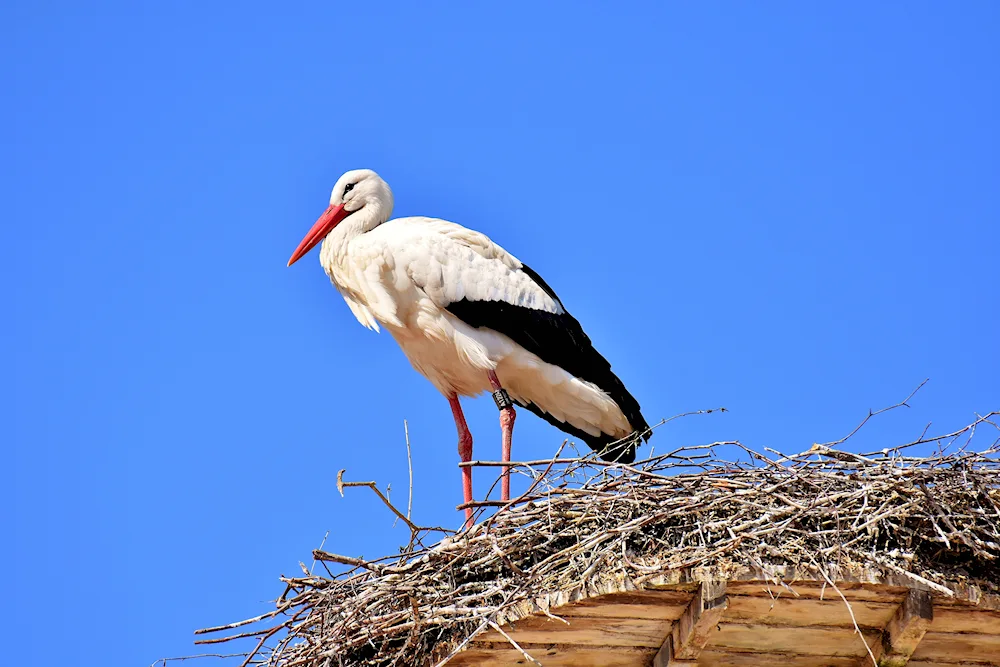 White stork