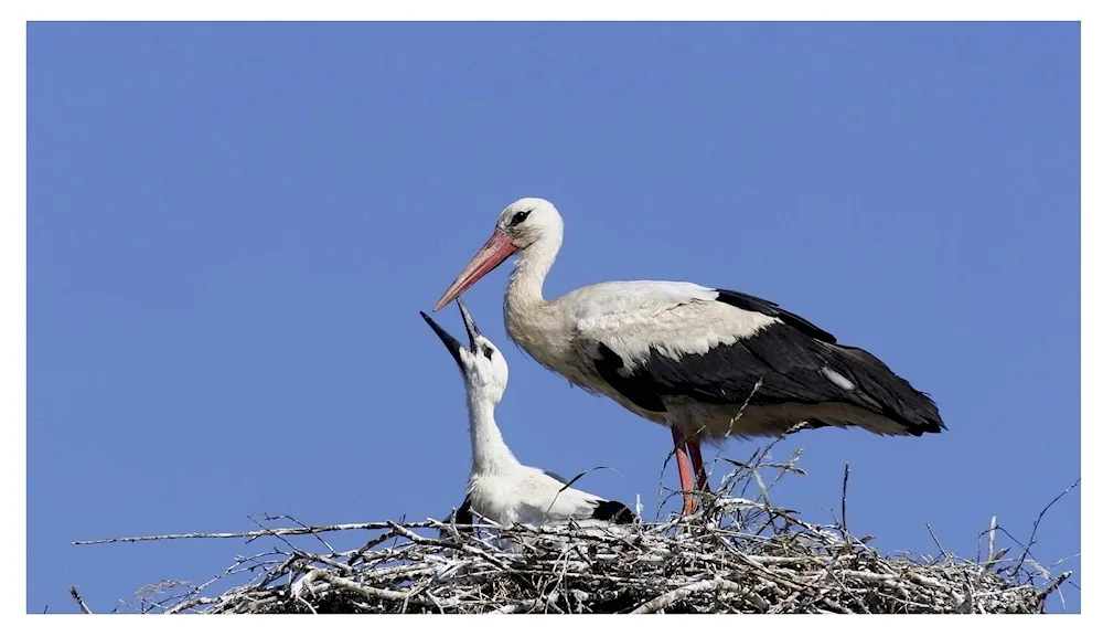 White stork bird
