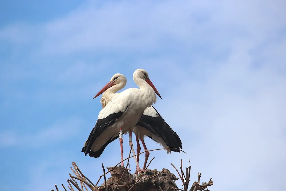 White stork Belarus