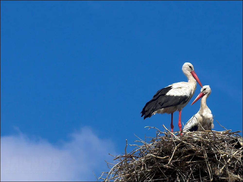 White stork Belarus