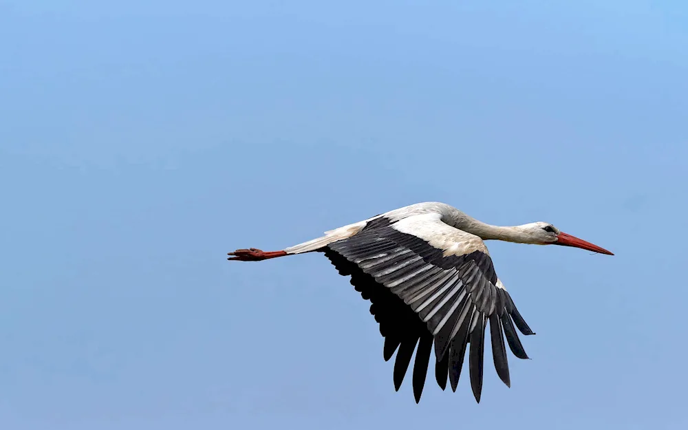 A stork flying