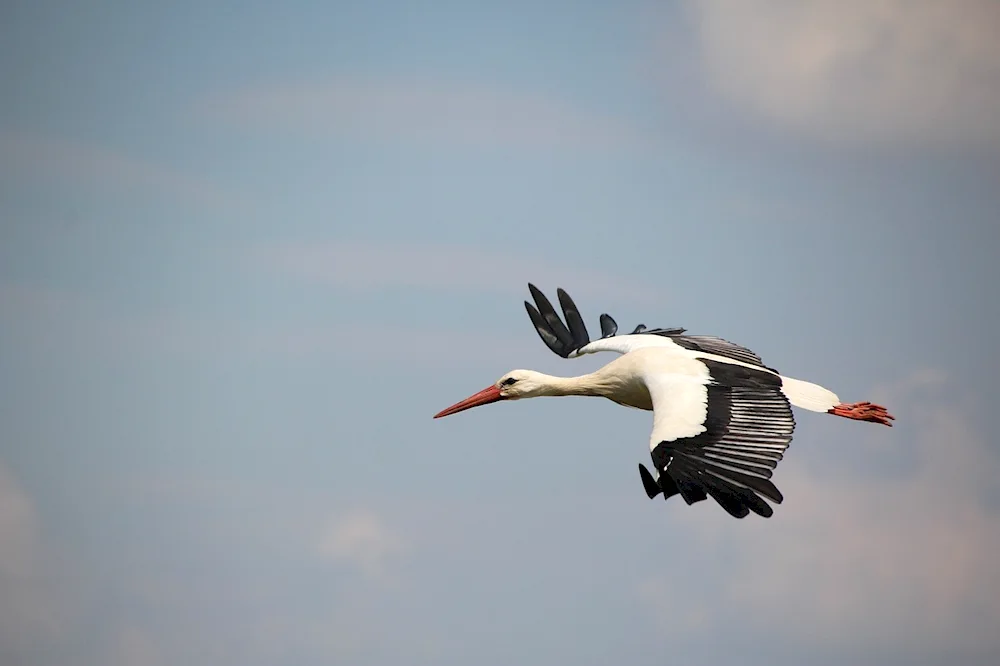 A stork in flight