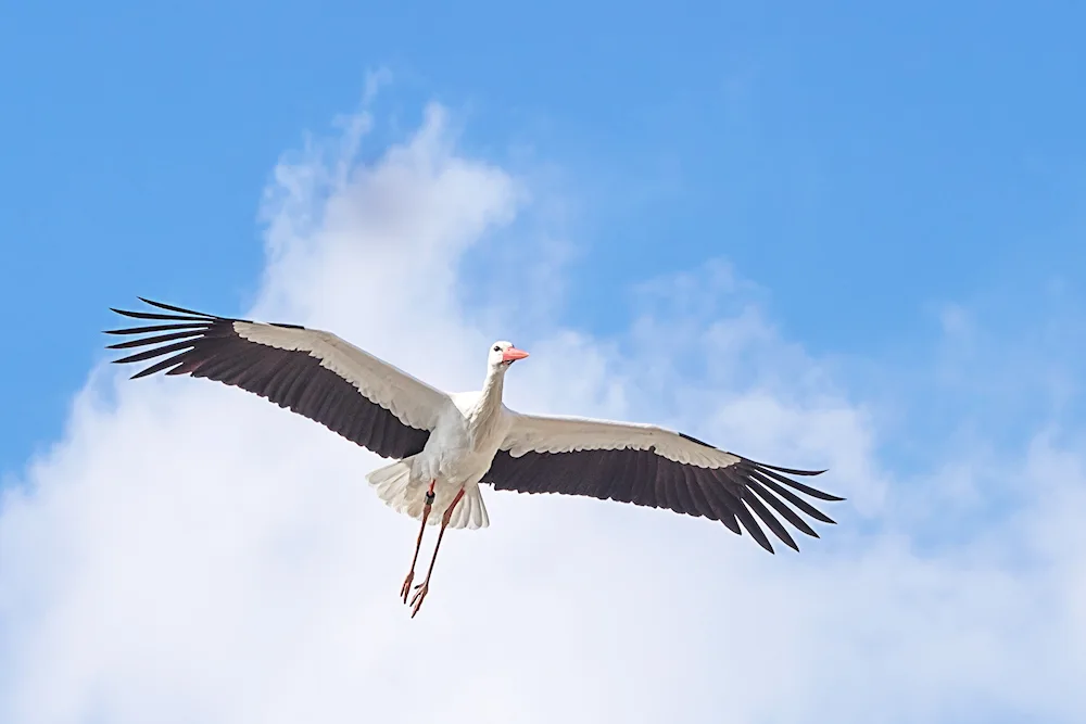 A stork