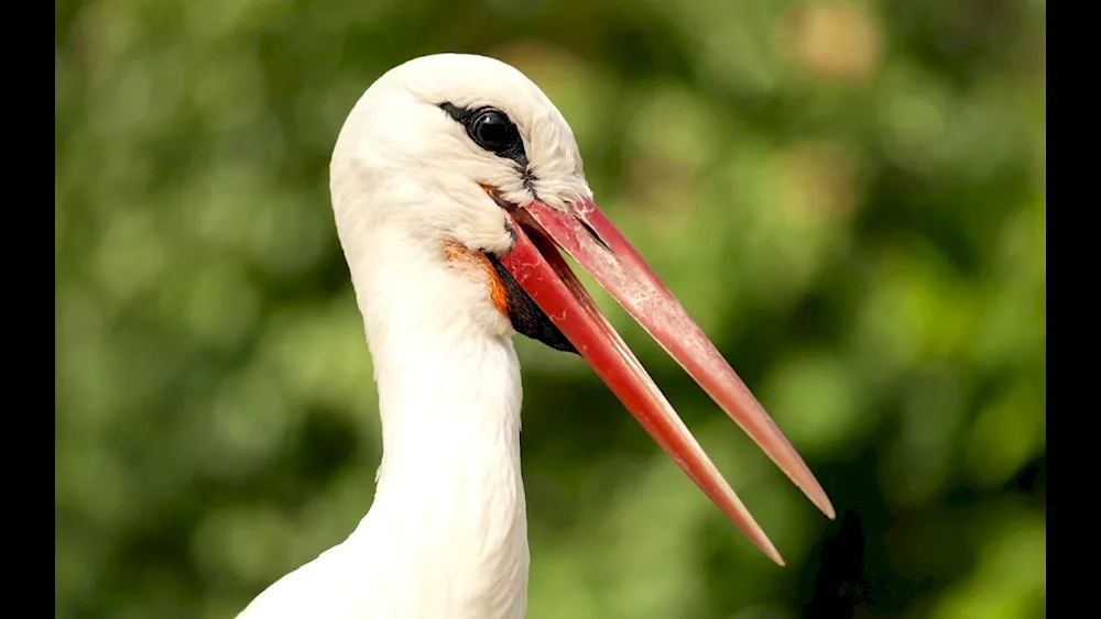 White stork beak