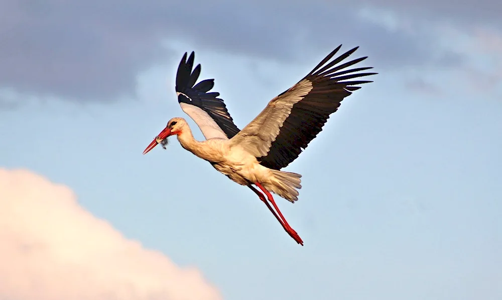 Bird in flight